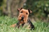 WELSH TERRIER 030